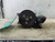 Power Steering Pump Fits 2002-2003 BMW 745i used OEM power steering pump