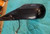 Driver Side View Mirror Power Coupe Non-heated Fits 99-02 ACCORD Black used OEM side view mirror
