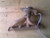 Nissan Versa 1.8L Hatchback Exhaust Manifold OEM 2007-2012 used OEM exhaust manifold