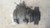 AC Compressor 4 Cylinder Fits 1998-1999 Acura CL used OEM A/C compressor