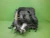 2011-2022 Dodge Caravan Challenger Avenger 3.6L Upper / Lower Used OEM Intake Manifold