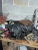 2005-2006 Charger Grand Cherokee Commander 300 5.7L HEMI Mopar Used OEM Intake Manifold