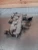 1984-1989 Nissan VG30ET Turbo Aluminum Upper 723137 Used OEM Intake Manifold 300ZX