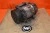 2001-2004 Volkswagen Eurovan Rialta Used OEM AC Compressor