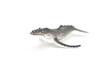 Humpback Whale, Very Nice Plastic Replica  3"  -  F602 B35