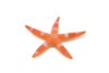 Starfish, Sea Star, Echinoderms,  Asteroidea, Ocean, Sea Life, Plastic Figure, Model, Realistic Replica, Educational, Figurine, Animal, Life Like, Gift,     2 "     F931 B158