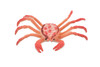 Crab, King Crab, Rubber, Crustaceans, Educational, Realistic, Hand Painted, Figure, Lifelike Figurine, Replica, Gift, 2 1/2" F938 B157
