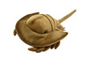 Horseshoe Crab, Realistic, Lifelike, Stuffed, Ocean, Beach, Soft, Toy, Educational, Animal, Kids, Gift, Very Nice Plush Animal       12"