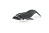 Humpback Whale, Calf, Very Nice Plastic Replica   2 1/2"  ~  F7036-B54