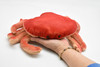 Dungeness Crab, Realistic, Crustaceans, Design, Educational, Toy, Kids, Lifelike Model, Very Nice Plush Crab     12" 