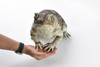 Toad, with Warts, foam-filled latex, Museum Quality, Educational, Realistic Hand Painted Figure, Lifelike Model,  Replica, Gift,     12"     F3055-BB62