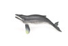 Humpback Whale, Very Nice Rubber Replica   4 1/2"  ~  F6009-B377