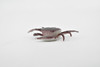 Crab, Small Rock Crab, Rubber, Crustaceans, Educational, Realistic, Hand Painted, Figure, Lifelike Figurine, Replica, Gift,     2"        F0035 B123