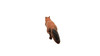 Squirrel, Very Nice Plastic Animal, Educational, Realistic Figure, Lifelike Model, Figurine, Replica, Gift,      3 Inches.      F1016 B14 
