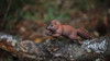 Squirrel, Very Nice Plastic Animal, Educational, Realistic Figure, Lifelike Model, Figurine, Replica, Gift,      3 Inches.      F1016 B14 
