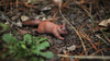 Squirrel, Very Nice Plastic Animal, Educational, Realistic Figure, Lifelike Model, Figurine, Replica, Gift,      3 Inches.      F1016 B14 
