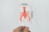 Lobster, Crawfish, Crawdad Design, Orange Rubber, Educational, Figure, Lifelike, Model, Replica, Gift,     4"      F3414 B51