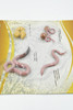 Worm, Life Cycle,  4 Piece Set, Plastic Toy, Kids Gift, Realistic Figure, Educational Model, Replica, Gift,       3"     F4063-B319