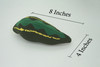 Leech, Hirudinea, Segmented worms, Plush Design, Educational, Figure, Replica, Gift,    8 inches long.  F1600 B606