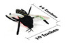 Mosquito, With Microbes, Bloodsuckers, Culex pipiens, Insect, Plush Design, Educational, Figure, Replica, Gift,     15" 