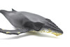 Humpback Whale,  Museum Quality Plastic Replica   12 1/2"   M031-B635 