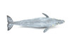 Gray Whale, Realistic Toy Model Plastic Replica Animal, Kids Educational Gift    11"    M032-B635