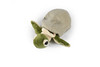 Sea Turtle Hatching From Egg, Very Nice Plush Animal  8"  PZ033-B463