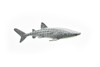 Whale Shark, Curved, Very Nice Plastic Replica    3"    -     F1014 B118