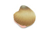  Clam, Realistic Plastic Littleneck Clams,  Model, Toy, Kids Educational Gift, Animal, Figure      1 1/4"      F1124 B163