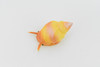 Whelk Shell, Carnivorous Sea Snail, Ocean, Sea Life, Plastic Figure, Model, Realistic Replica, Educational, Figurine, Animal, Life Like, Gift,    1 1/4"   F1147 B164