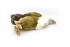 Vulture, Museum Quality Plush Bird  12 1/2-inch - F1232 B19