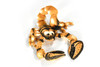 Scorpion, Stuffed Animal, Educational, Plush Realistic Figure, Lifelike Model, Replica, Gift,       16"    F1342 B105