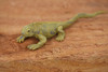Land Iguana, Galapagos Islands,  Educational, Hand Painted, Realistic Plastic Reptile Figure, Lifelike, Diorama, Toy, Kids, Gift,   4 Inches.