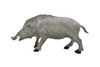 Boar, Wild Pig, Very Nice Plastic Animal, Educational, Realistic Hand Painted Figure, Lifelike Model, Figurine, Replica, Gift,   5 1/2"    F159 B24