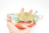 Crab, Blue Crab, With Squeak, Squeakee, Rubber, Crustacean Design, Educational, Hand Painted, Figure, Lifelike, Model, Replica, Gift      8"       F1611 B128