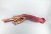 Squid, Giant Squid, Ocean, Marine, Very Nice Plush, Stuffed Animal, Toy, Kids, Realistic Figure, Educational, Gift,    30 inches long    F1704 B25