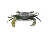 Crab, Mud Crab, With Squeak, Squeakee, Rubber, Crustacean Design, Educational, Hand Painted, Figure, Lifelike, Model, Replica, Gift       7"      F1765 B107