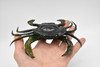 Crab, Mud Crab, With Squeak, Squeakee, Rubber, Crustacean Design, Educational, Hand Painted, Figure, Lifelike, Model, Replica, Gift       7"      F1765 B107