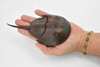 Crab, Horseshoe Crab, Museum Quality, Rubber, Crustaceans, Educational, Realistic, Hand Painted, Figure, Lifelike Figurine, Replica, Gift,      6 1/2"    F1771 B10