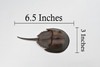 Crab, Horseshoe Crab, Museum Quality, Rubber, Crustaceans, Educational, Realistic, Hand Painted, Figure, Lifelike Figurine, Replica, Gift,      6 1/2"    F1771 B10