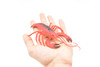 Lobster, Crayfish, Crawdad Design, Red, Rubber Crustaceans, Educational, Figure, Lifelike, Model, Replica, Gift,     7"       F1947 B173