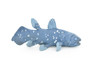 Coelacanth, Fish, Museum Quality Plastic Reproduction Hand Painted      5.5"      F1949 B14
