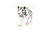 Tiger, Siberian, White, Museum Quality Plastic Replica  10 inches  -  F1999 B357