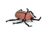 Rhinoceros Beetle, Very Nice Plastic Replica  4 1/2"   -    F2061 B133