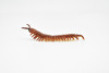 Centipede, Giant, Red, Very Nice Rubber Insect, Educational, Hand Painted, Realistic, Replica, Toys, Kids, Gift,   3 1/2 Inches.
