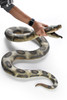 Snake, Giant Emerald Anaconda, Foam Filled Latex Rubber, Reptile, Educational, Realistic, Hand Painted, Figure, Lifelike Model, Figurine, Replica, Gift,      87"   F3405 BB65