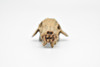 Daeodon, Terrible Pig Fossil Skull,  Very Nice Plastic Replica  2 1/4 inches long  F3520 B204