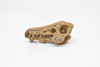 Daeodon, Terrible Pig Fossil Skull,  Very Nice Plastic Replica  2 1/4 inches long  F3520 B204