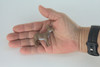 Antelope, Pronghorn, Very Nice Rubber Animal, Educational, Hand Painted, Realistic Figure, Lifelike, Toy, Kids,  Gift,   2 Inches.    F3529 B138