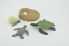 Sea Turtle, 4 Stages, Learn the Sea Turtle Life Cycle, Plastic Figure, Model, Realistic Replica, Educational, Figurine, Animal, Life Like, Gift,    3"    F3686 B328